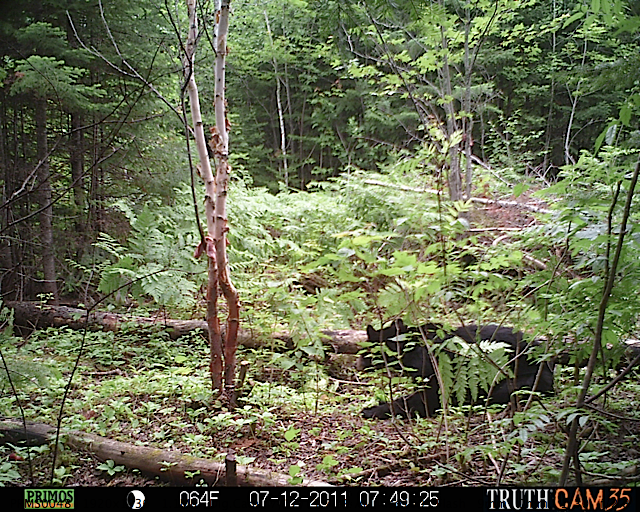 Maine black bear