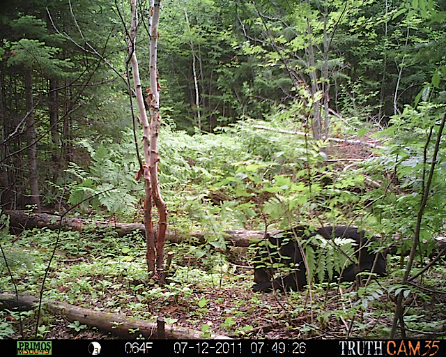 Maine black bear