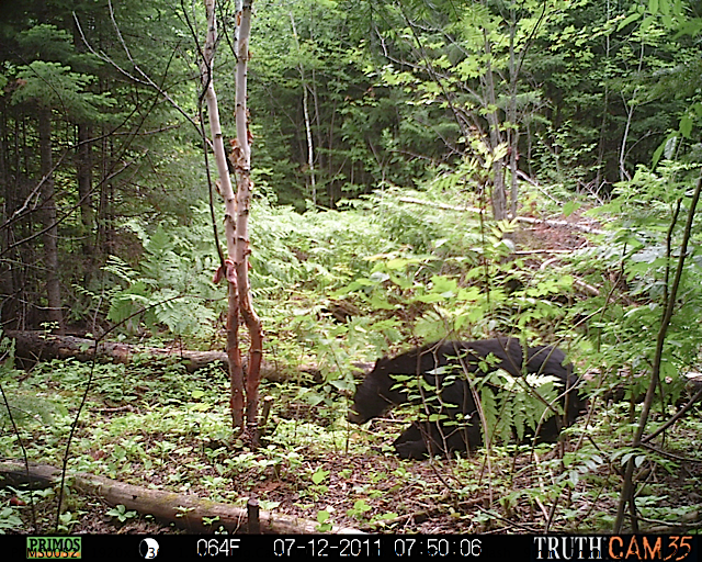 Maine black bear