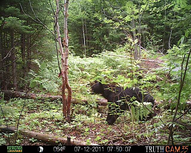 Maine black bear