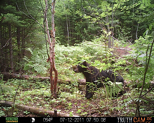 Maine black bear