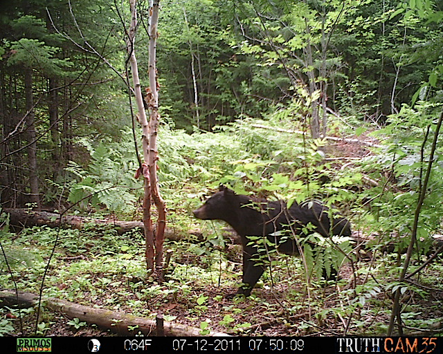 Maine black bear