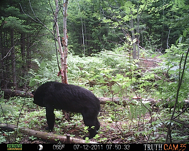 Maine black bear