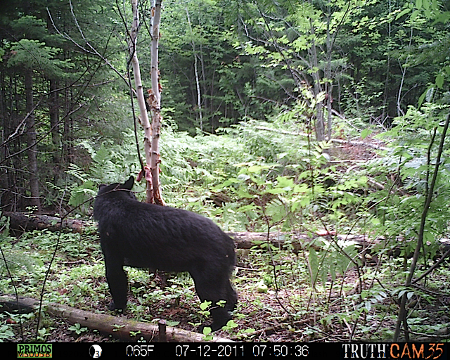 Maine black bear