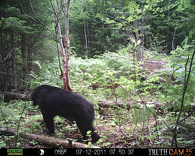 Maine black bear