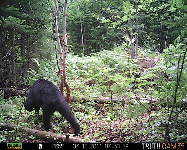 Maine black bear