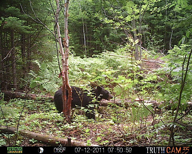 Maine black bear