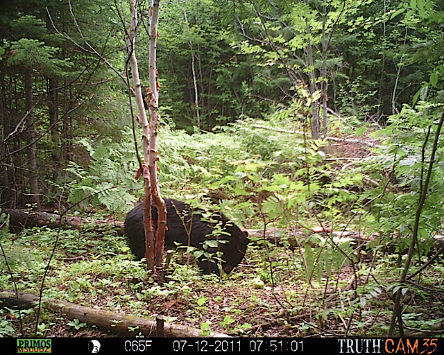 Maine black bear