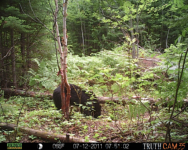 Maine black bear