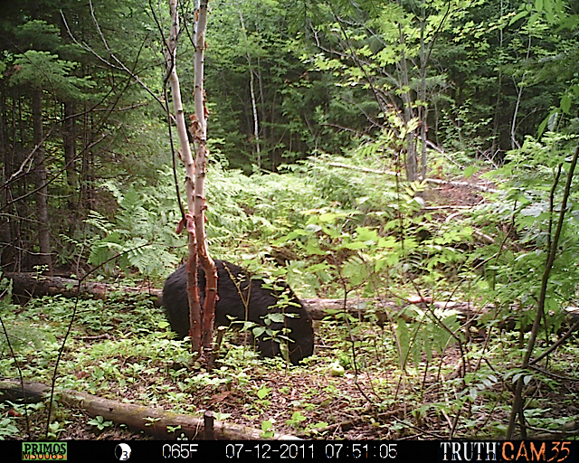 Maine black bear