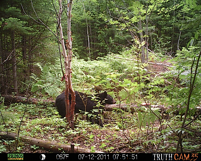 Maine black bear