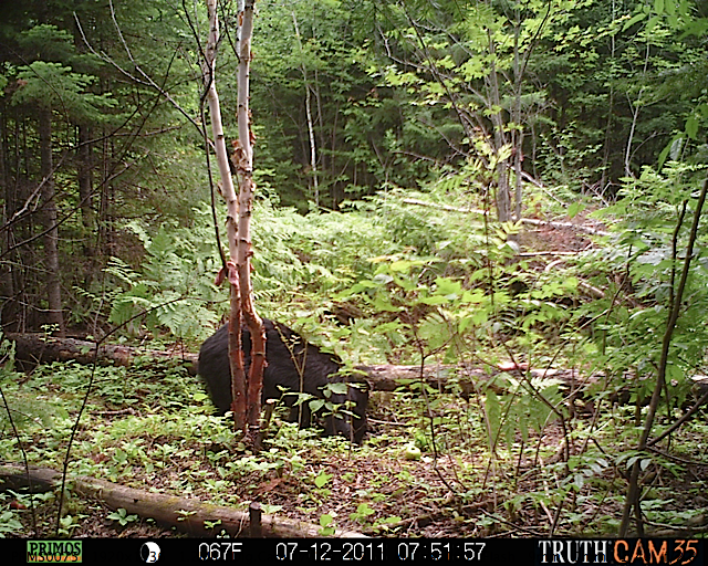 Maine black bear