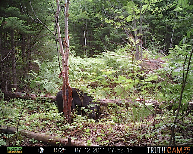 Maine black bear