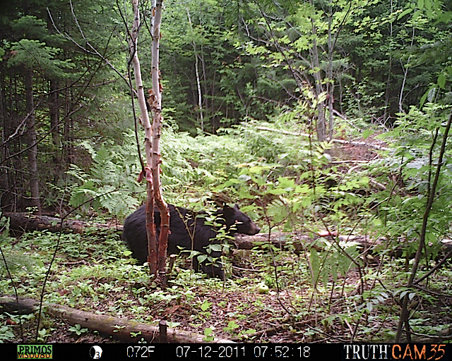 Maine black bear