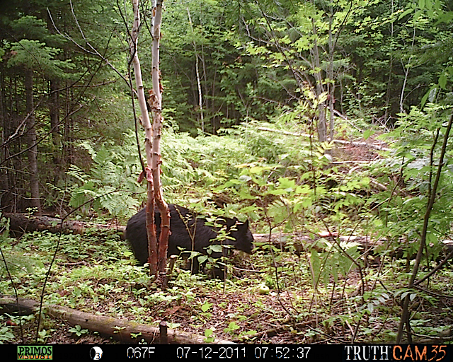 Maine black bear