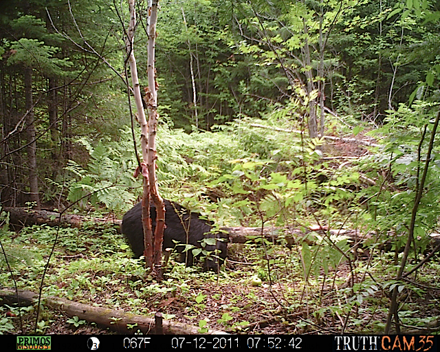 Maine black bear