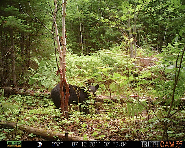 Maine black bear