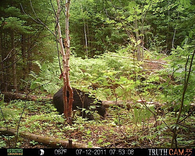 Maine black bear