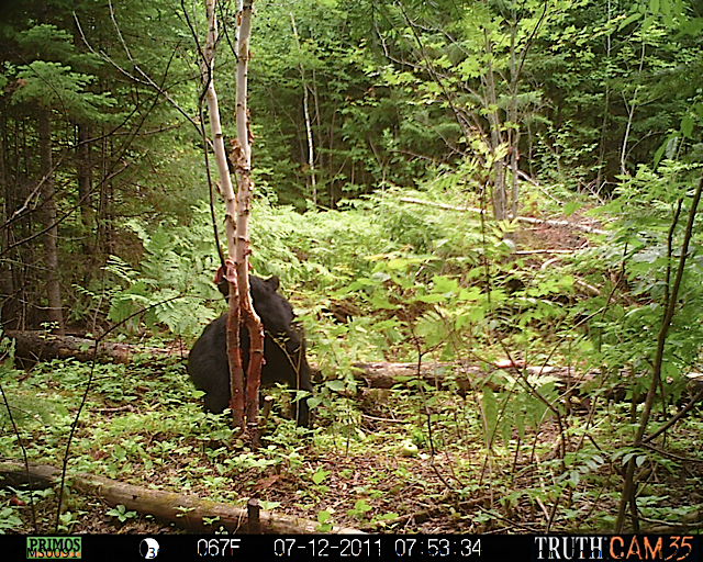 Maine black bear