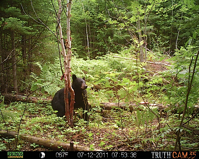 Maine black bear