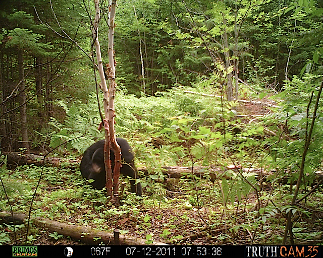 Maine black bear