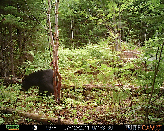 Maine black bear