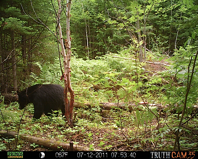 Maine black bear