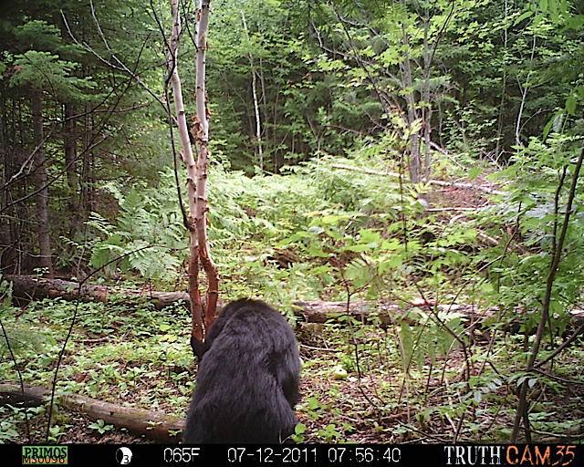 Maine black bear