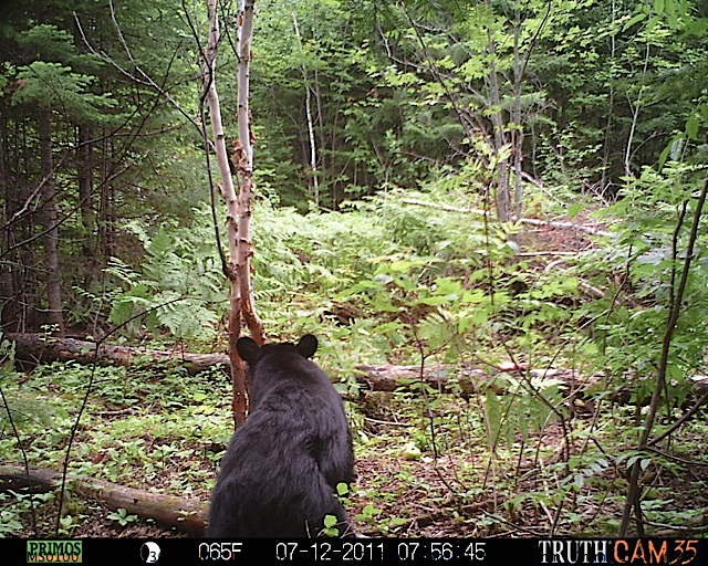 Maine black bear