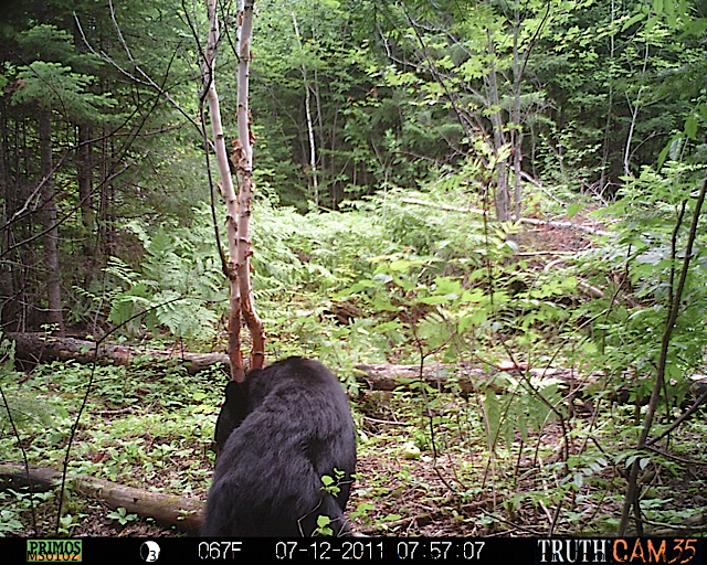 Maine black bear