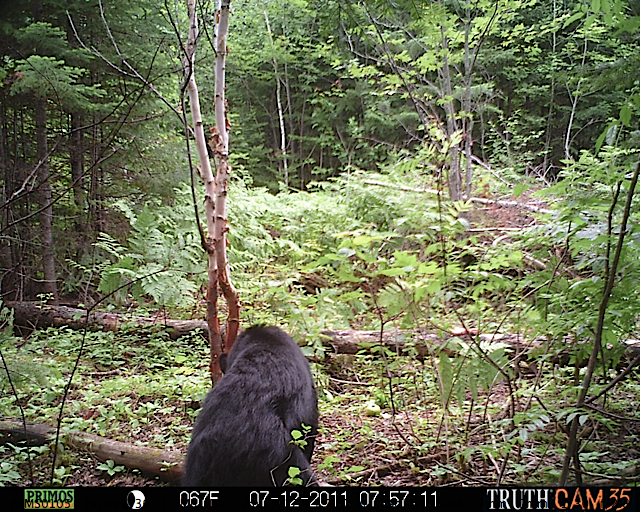 Maine black bear