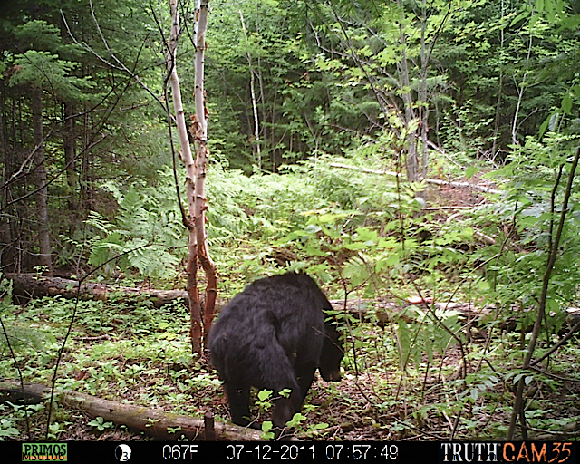 Maine black bear