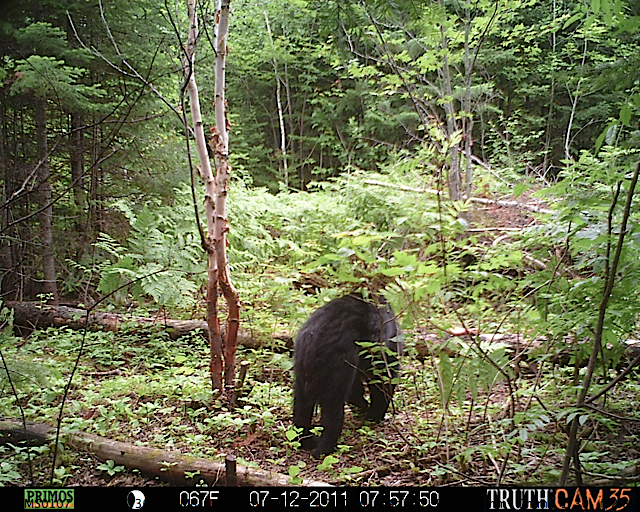 Maine black bear