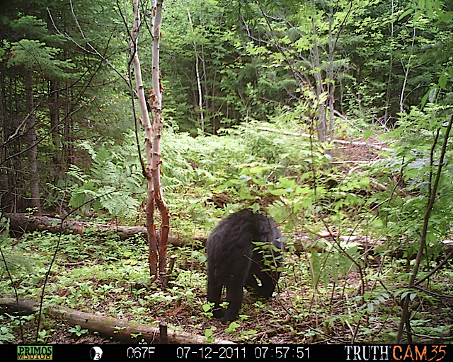 Maine black bear