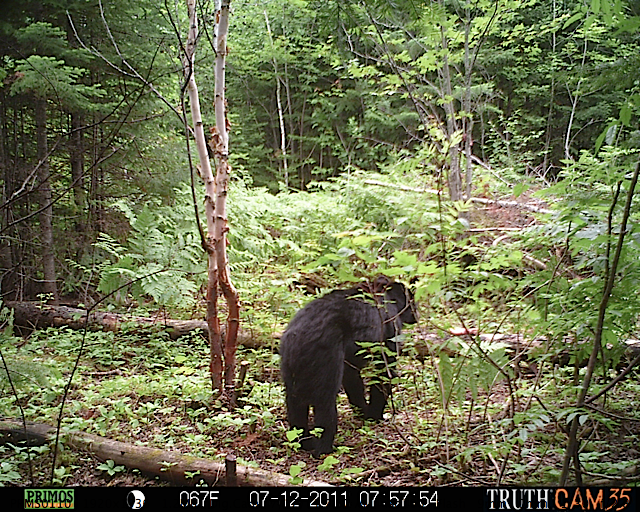 Maine black bear