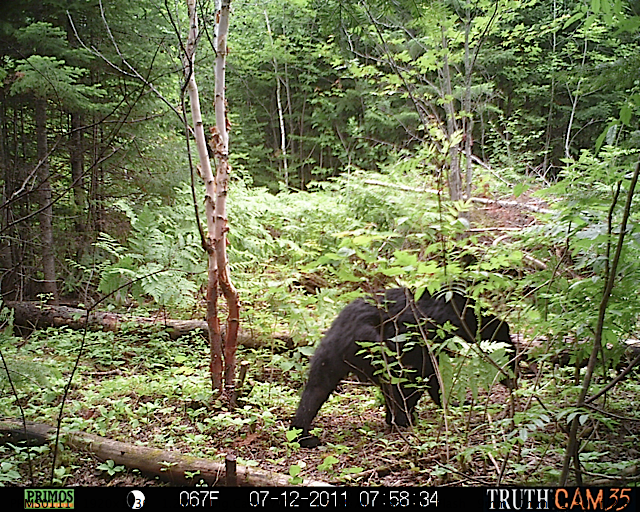 Maine black bear