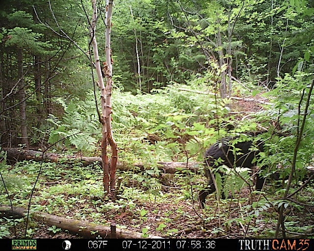 Maine black bear