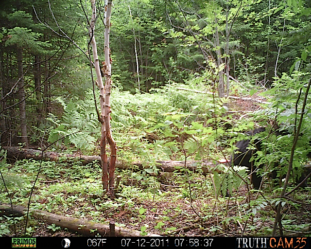 Maine black bear