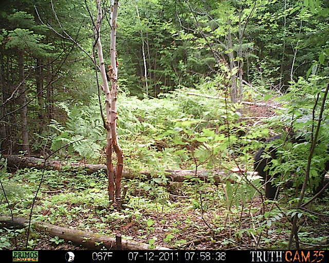 Maine black bear