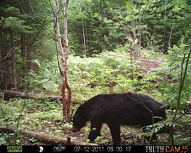 Maine black bear