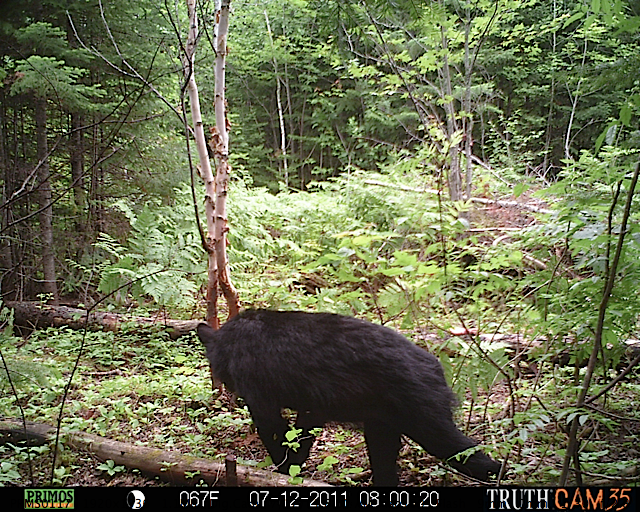 Maine black bear