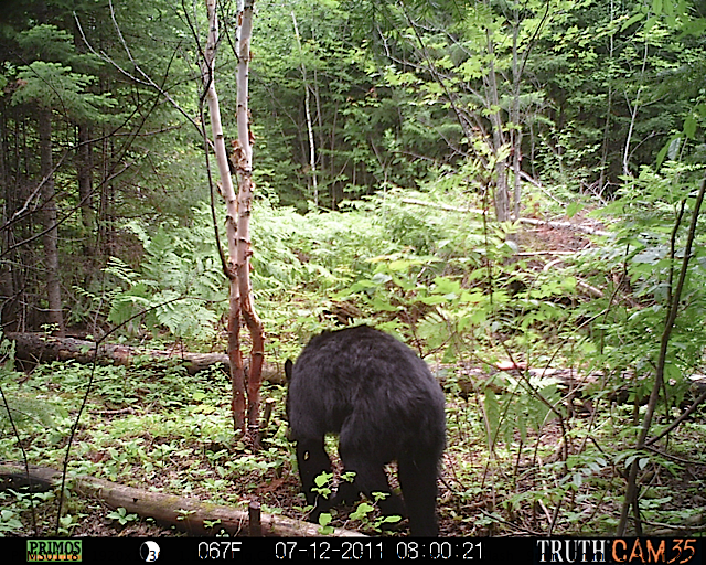 Maine black bear