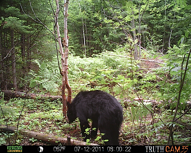 Maine black bear