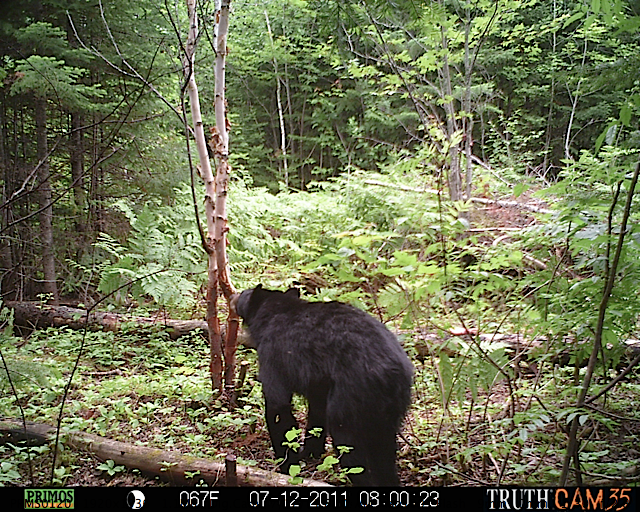 Maine black bear