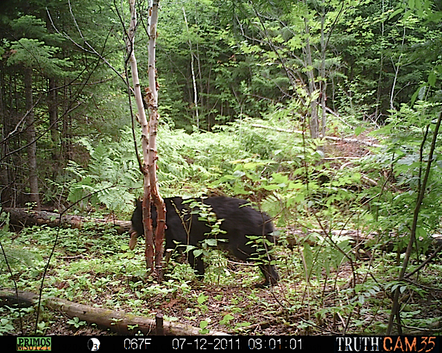 Maine black bear