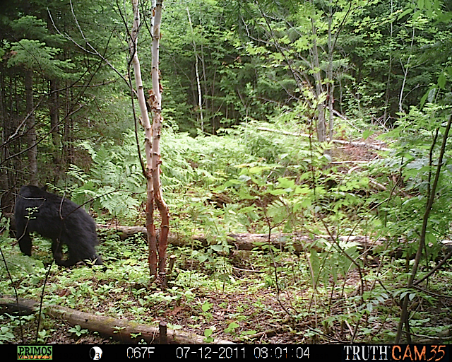 Maine black bear