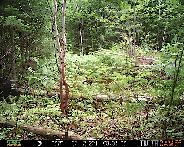 Maine black bear