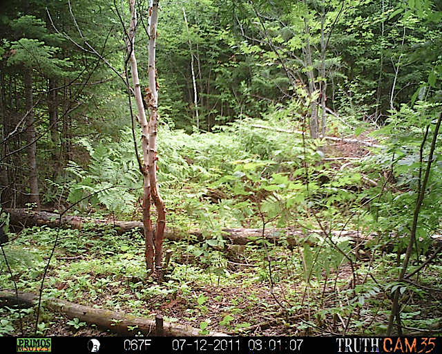 Maine black bear