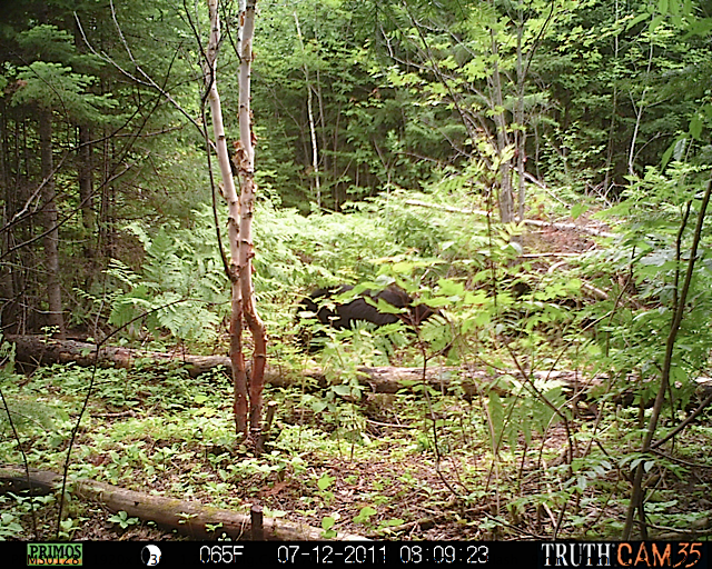 Maine black bear