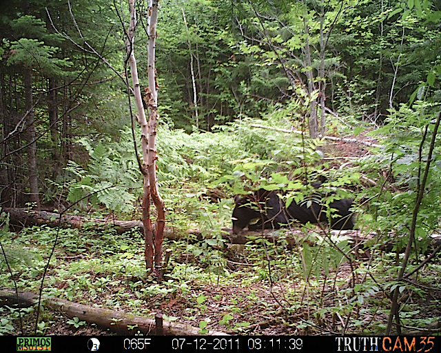 Maine black bear